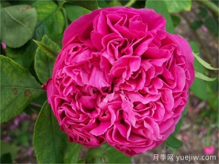 超大花朵20公分的月季有哪些？(圖3)