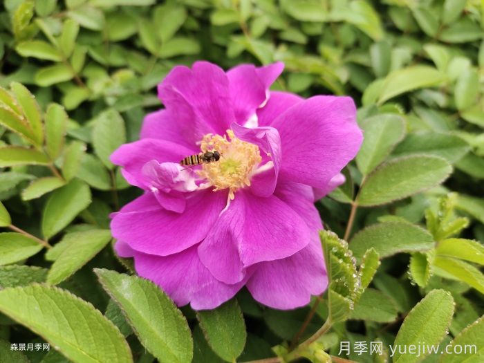 月季和玫瑰是一種花嗎？(圖2)
