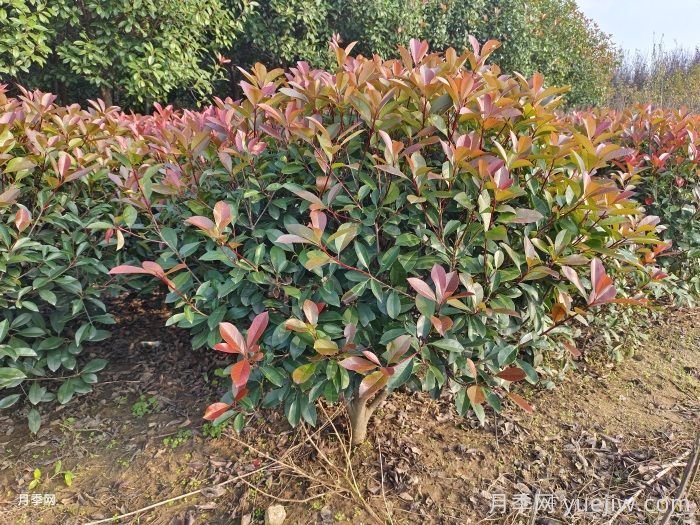 紅葉石楠球是常綠還是落葉苗木？(圖1)