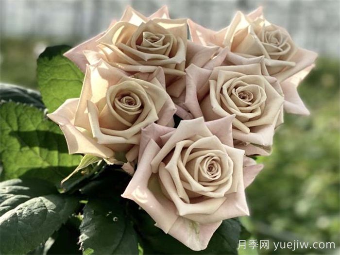 曼塔月季的優(yōu)缺點(diǎn)是什么？(圖1)