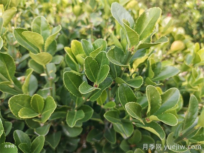大葉黃楊和小葉黃楊有什么區(qū)別？(圖1)