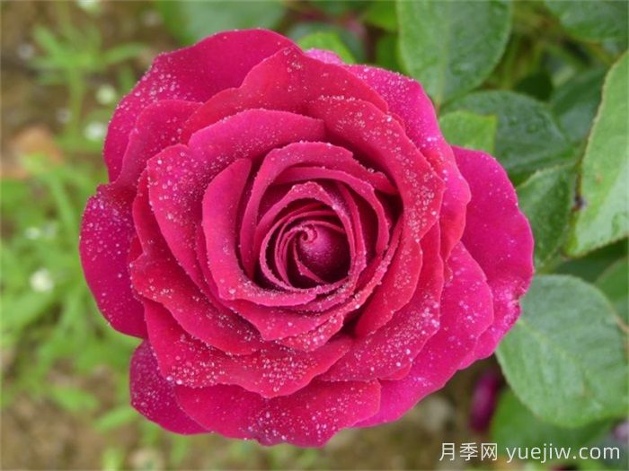 美人麗芙月季的介紹和優(yōu)缺點(diǎn)(圖1)