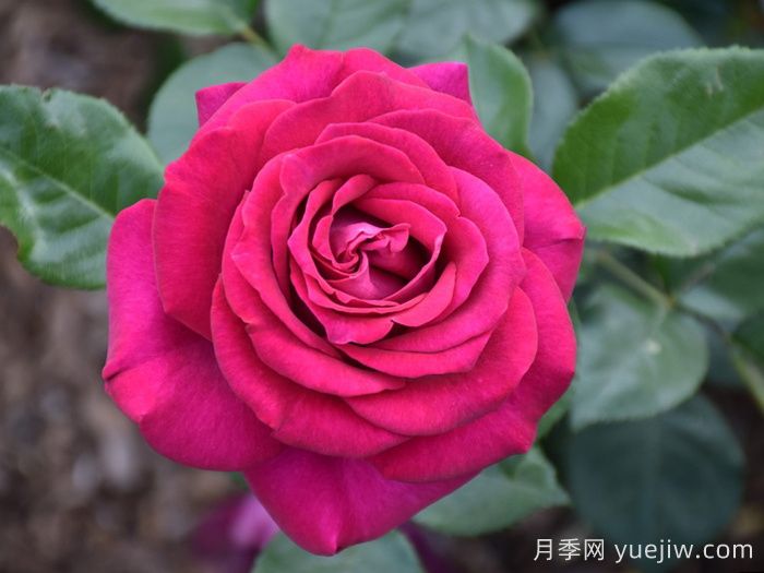 美人麗芙月季/麗濱月季(圖1)