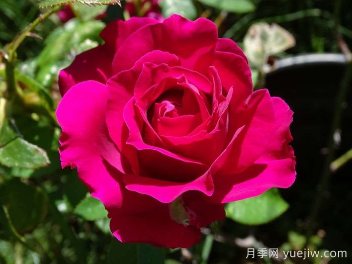 美人麗芙月季/麗濱月季(圖3)