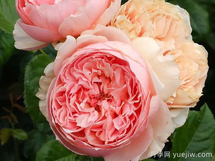 推薦10種不怕熱的月季，夏天隨便養(yǎng)，花開不停(圖3)