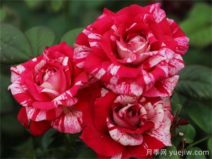 胡里奧月季的優(yōu)缺點(diǎn)是什么？(圖1)