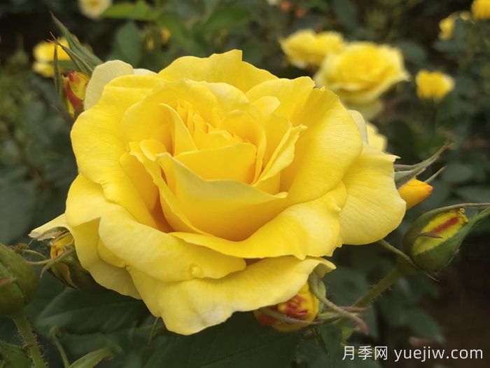 月季花有什么顏色？10大色系(圖3)