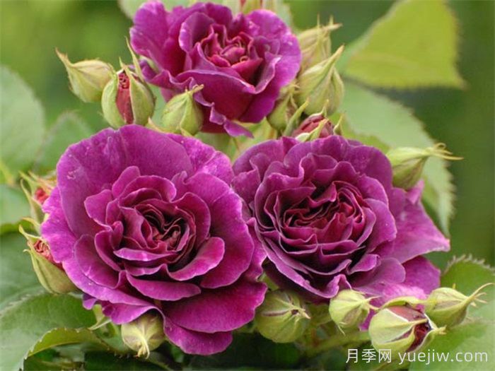 月季花有什么顏色？10大色系(圖4)
