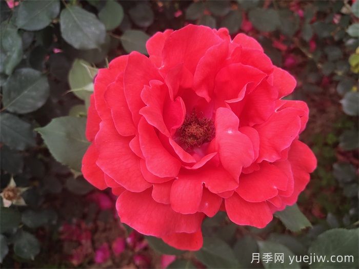 推薦八款6月***值得養(yǎng)的月季，特別耐曬，花大色艷(圖2)
