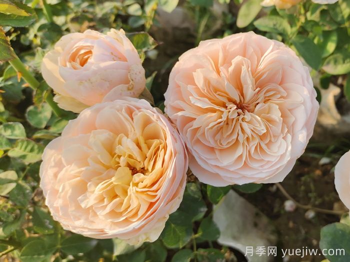 耐曬性強(qiáng)的6種月季，夏季高溫依然美(圖2)