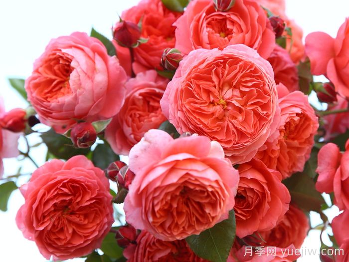 耐曬性強(qiáng)的6種月季，夏季高溫依然美(圖4)