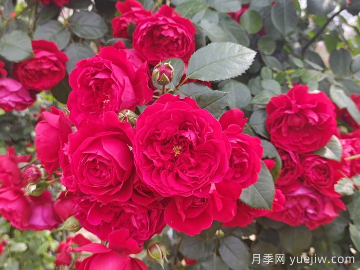 推薦10種不怕熱的月季，夏天隨便養(yǎng)，花開不停(圖1)