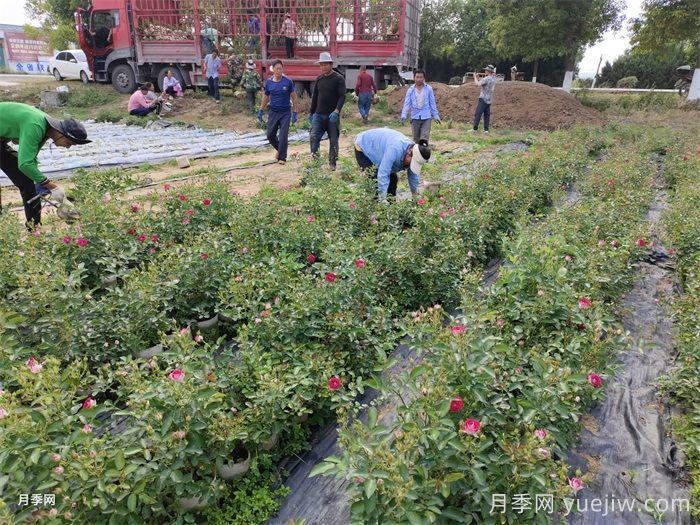 月季可以種在陰涼處嗎？(圖1)