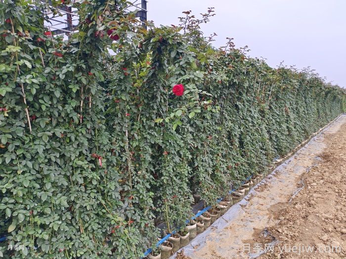 月季在背陰處如何開(kāi)花？(圖1)