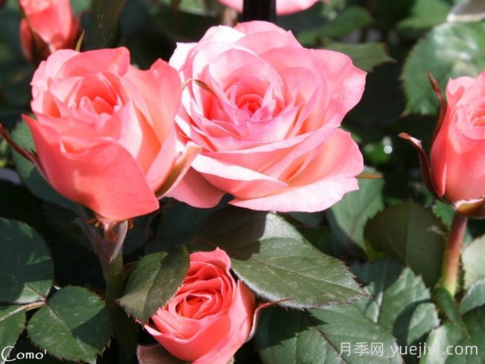 永遠(yuǎn)的科莫月季介紹和優(yōu)缺點(diǎn)(圖1)