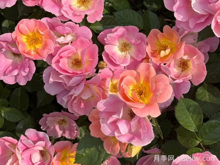 ?西子系列月季，天狼耐濕熱型低維護月季的培育路(圖1)