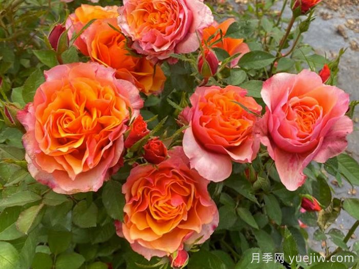 11種經(jīng)典微型月季花，顏值與實(shí)力兼具，陽(yáng)臺(tái)黨***愛(ài)(圖4)