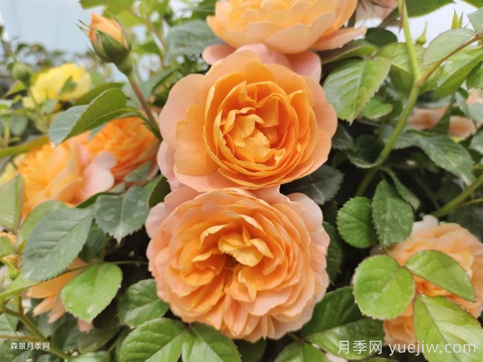 11種經(jīng)典微型月季花，顏值與實(shí)力兼具，陽(yáng)臺(tái)黨***愛(ài)(圖6)