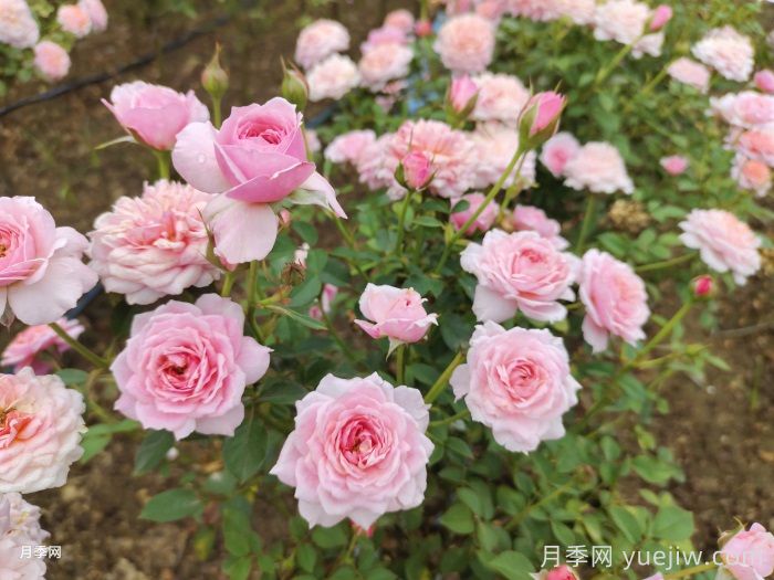11種經(jīng)典微型月季花，顏值與實(shí)力兼具，陽(yáng)臺(tái)黨***愛(ài)(圖5)