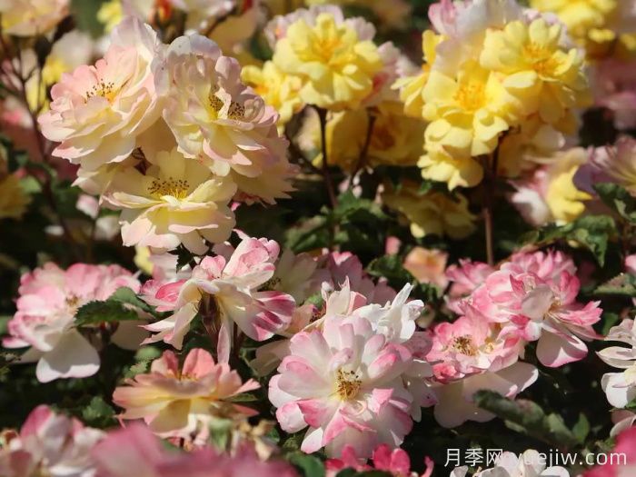 推薦勤花表現(xiàn)極好的景觀低維護(hù)月季品種(圖1)