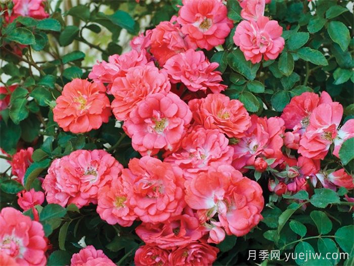 推薦勤花表現(xiàn)極好的景觀低維護(hù)月季品種(圖4)
