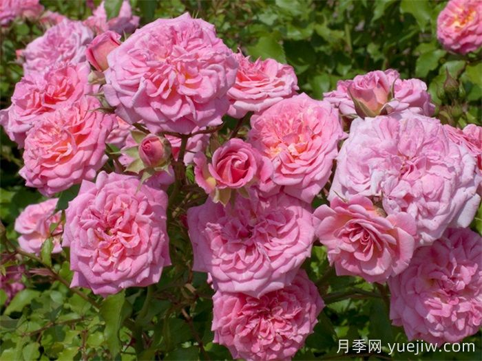 推薦勤花表現(xiàn)極好的景觀低維護(hù)月季品種(圖5)
