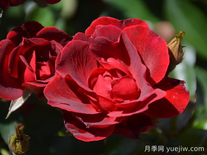 推薦勤花表現(xiàn)極好的景觀低維護(hù)月季品種(圖2)