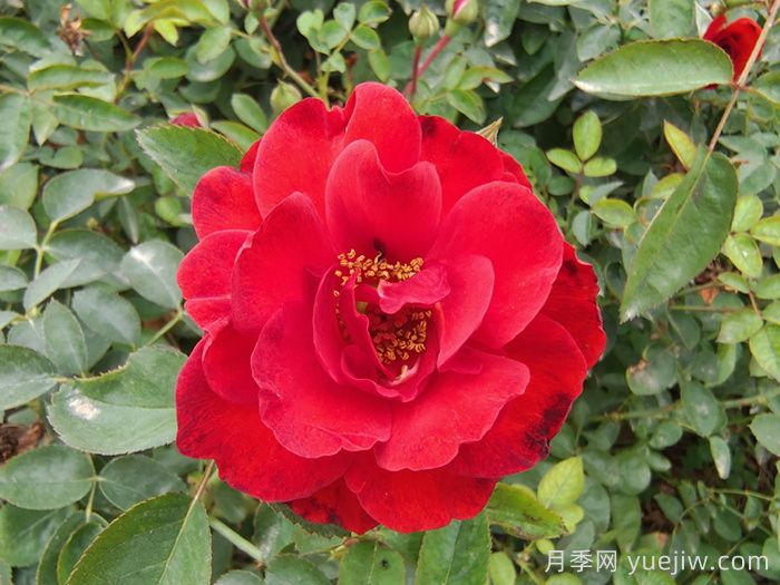 推薦勤花表現(xiàn)極好的景觀低維護(hù)月季品種(圖8)