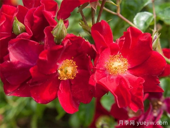 推薦勤花表現(xiàn)極好的景觀低維護(hù)月季品種(圖10)