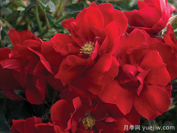 血腥瑪麗月季/紅磨坊街景/磚房(圖2)