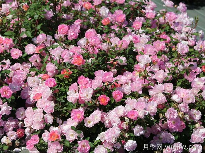 瑤光玫迪蘭月季(圖3)