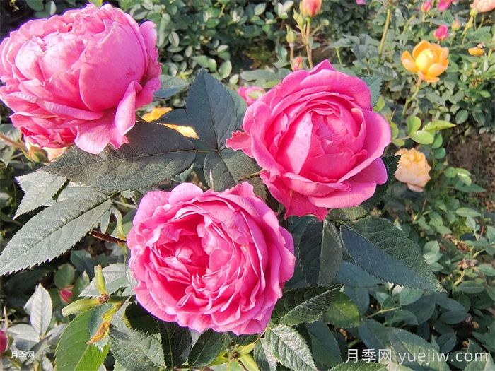 蘇菲寶貝月季(圖1)