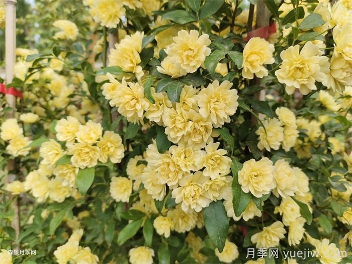 黃木香薔薇(圖1)