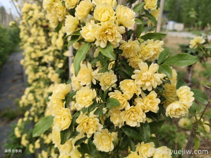 黃木香薔薇(圖2)
