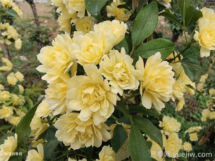 黃木香薔薇(圖4)