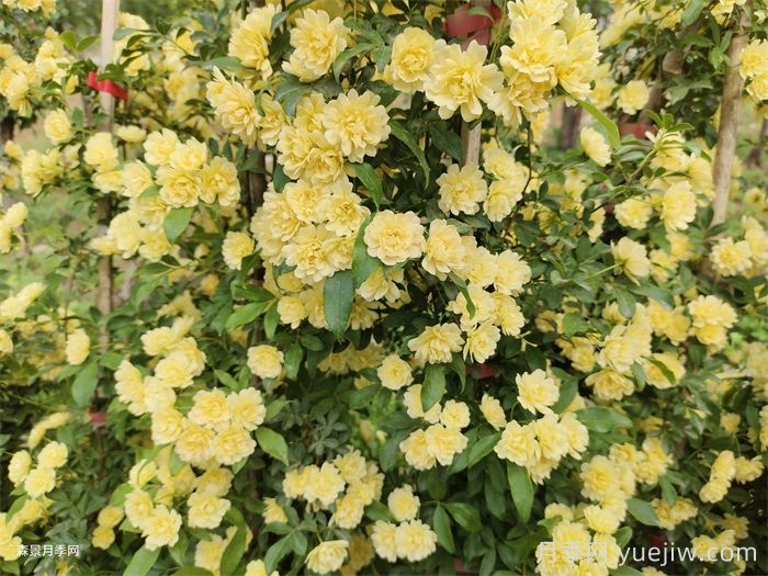 黃木香薔薇(圖3)