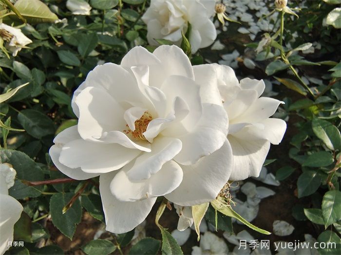 普及12種月季，養(yǎng)不死得小強月季(圖3)