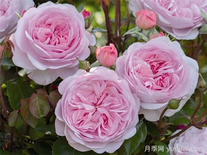 普及12種月季，養(yǎng)不死得小強月季(圖6)