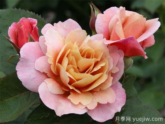 推薦8款復古柔色月季，色彩獨特，花型優(yōu)雅(圖1)
