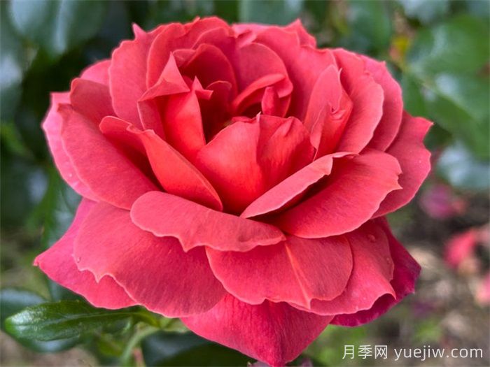 推薦8款復古柔色月季，色彩獨特，花型優(yōu)雅(圖3)