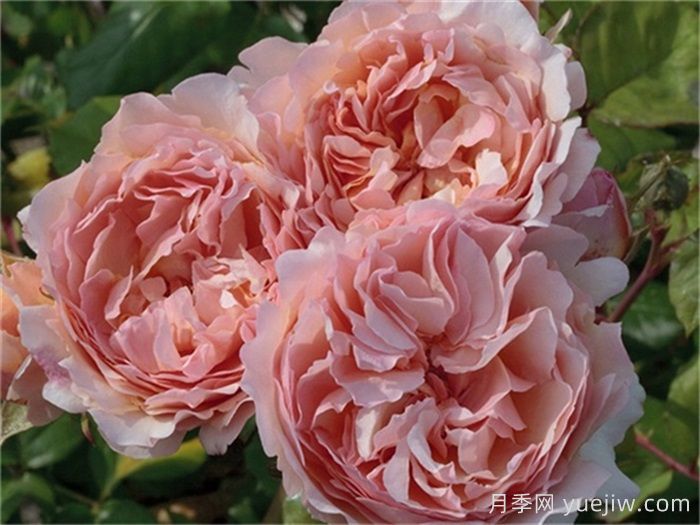 推薦8款復古柔色月季，色彩獨特，花型優(yōu)雅(圖6)