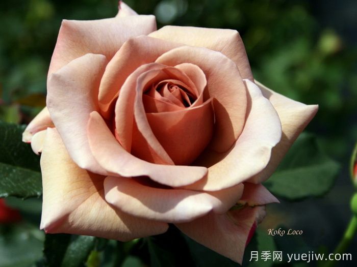 推薦8款復古柔色月季，色彩獨特，花型優(yōu)雅(圖2)