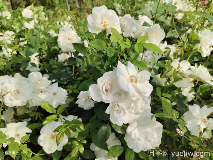 綻放在重慶的14款月季圖譜(圖5)