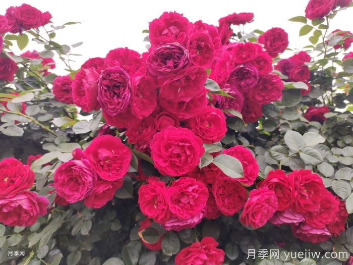 綻放在重慶的14款月季圖譜(圖6)