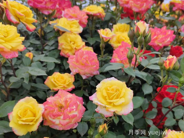綻放在重慶的14款月季圖譜(圖7)
