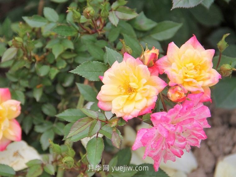 嬰兒假面舞會月季/小五彩月季(圖1)