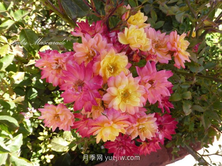 嬰兒假面舞會月季/小五彩月季(圖2)