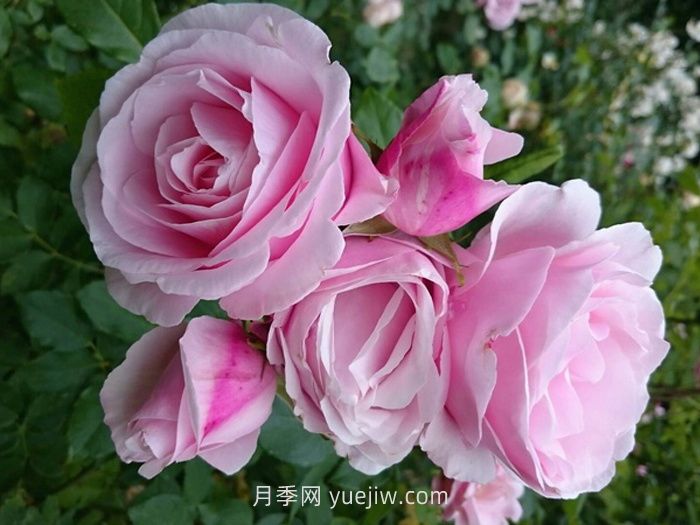 情書月季介紹和優(yōu)缺點(圖1)