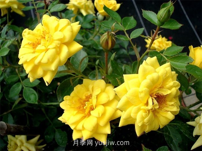 黃金珠寶月季介紹和優(yōu)缺點(圖1)