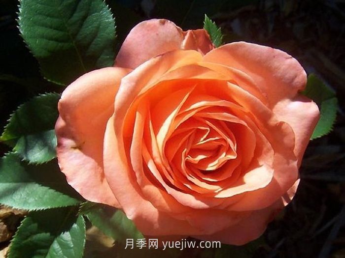 丹陶木瓜月季介紹和優(yōu)缺點(圖1)